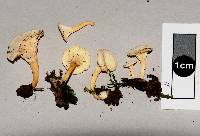 Cantharellus wellingtonensis image