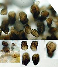 Trimmatostroma scutellare image