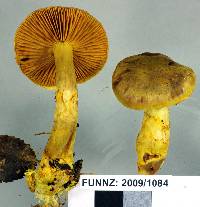 Cortinarius canarius image