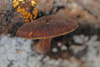 Pluteus paradoxus image