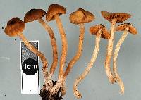 Cortinarius waiporianus image