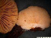 Crepidotus lateralipes image