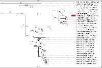 Hymenochaete cinnamomea image