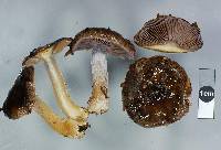 Cortinarius gymnocephalus image