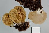 Crepidotus trulliformis image