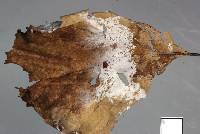 Athelia arachnoidea image
