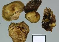 Simocybe pruinata image