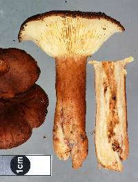 Lactarius rufus image