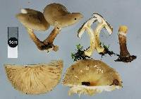 Armillaria novae-zelandiae image