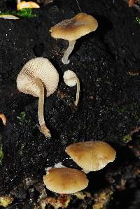 Simocybe largispora image