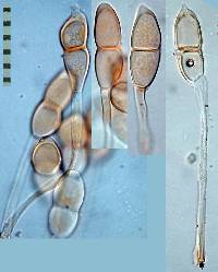 Puccinia coprosmae image