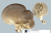 Pleurotus purpureo-olivaceus image