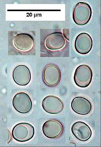 Pluteus paradoxus image