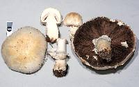 Agaricus arvensis image