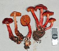 Cortinarius cardinalis image