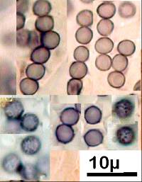 Lentinellus crawfordiae image