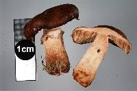 Agrocybe erebia image