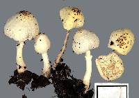 Leucocoprinus straminellus image