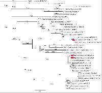 Mucronella calva image