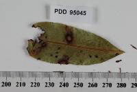 Mycosphaerella pittospori image