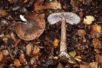 Amanita drummondii image