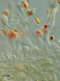 Galerina austrocalyptrata image