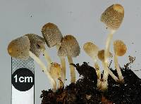 Coprinellus aureogranulatus image