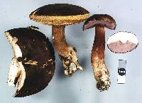 Tylopilus formosus image