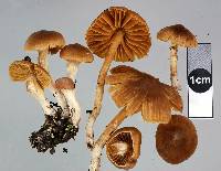 Cortinarius waiporianus image