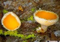Lachnellula subtilissima image
