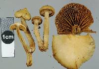 Galerina patagonica image