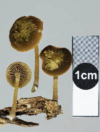 Simocybe phlebophora image