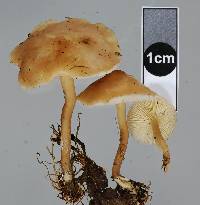 Rugosomyces carneus image