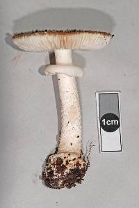 Amanita australis image