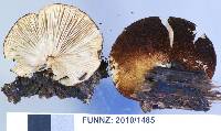 Crepidotus fuscovelutinus image