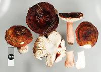 Russula pilocystidiata image