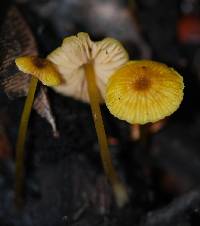 Entoloma sulphureum image