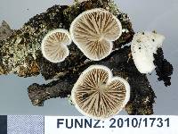 Crepidotus novae-zealandiae image