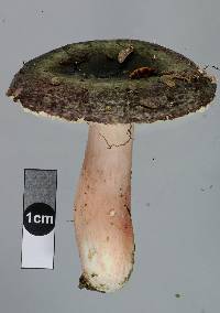 Russula atroviridis image