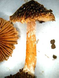 Inocybe fuscosquarrosa image