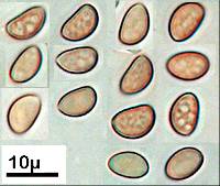 Simocybe pruinata image