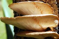 Pleurotus pulmonarius image