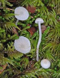 Hemimycena lactea image