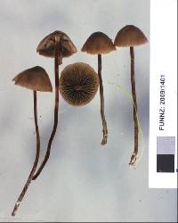 Panaeolus acuminatus image