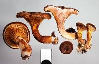 Austropaxillus squarrosus image