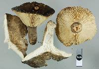 Russula griseobrunnea image