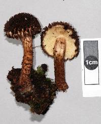 Inocybe strobilomyces image