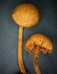 Phaeomarasmius ciliatus image