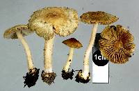 Inocybe sylvicola image