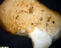 Notholepiota areolata image